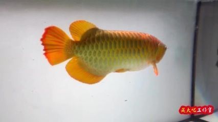 賽級紅龍魚什么意思（紅龍魚比賽評審標準） 賽級紅龍魚什么意思（紅龍魚比賽評審標準） 龍魚百科 第5張