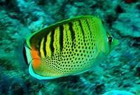 龍魚 知乎 龍魚 知乎 龍魚百科 第8張