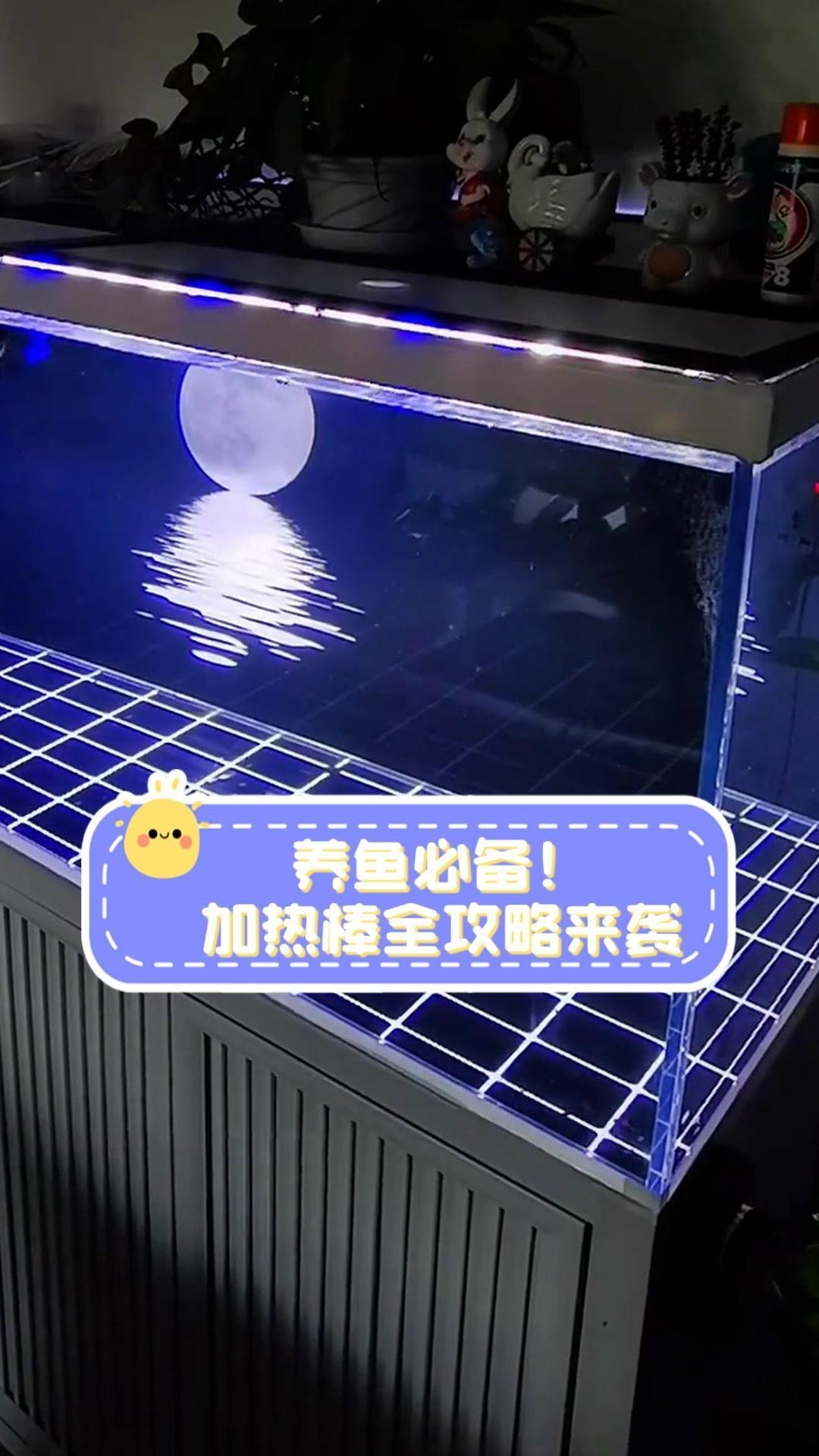 紅龍魚苗需要多大的加熱棒？