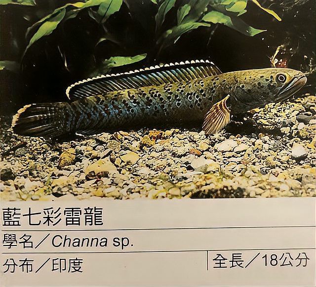 七彩雷龍魚苗多大分窩養