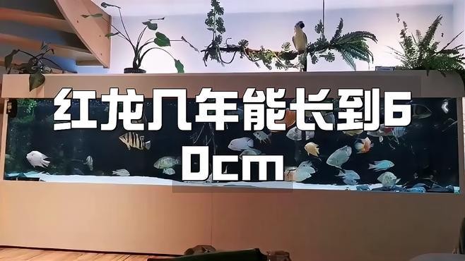 龍魚要養(yǎng)多久才大魚呢