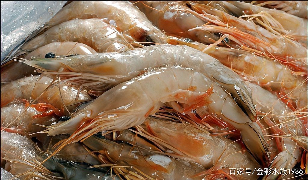 哪種蝦類對龍魚發色最有效