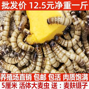 金龍魚喂大麥蟲后不吃蝦了怎么辦：金龍魚喂大麥蟲后不吃蝦怎么辦