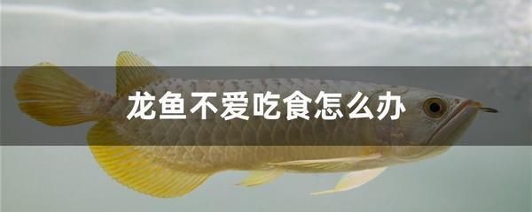 龍魚一星期不吃東西：龍魚一星期不吃東西可能是由于多種原因引起的 龍魚一星期不吃東西：龍魚一星期不吃東西可能是由于多種原因引起的 龍魚百科 第2張