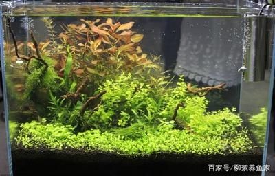 魚缸水白霧蒙蒙的原因