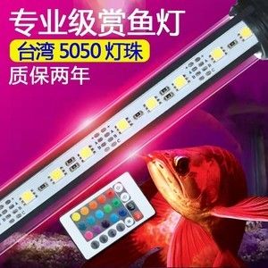 七彩龍魚什么時候變色（七彩龍魚在幼年期就開始發色，但需要10個月左右的時間才能全身變色）