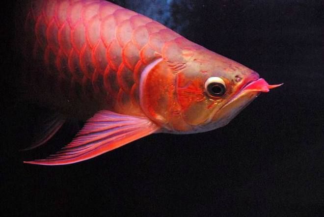 紅龍魚產地在哪里的好養殖：紅龍魚原產于印度尼西亞 紅龍魚產地在哪里的好養殖：紅龍魚原產于印度尼西亞 龍魚百科 第2張