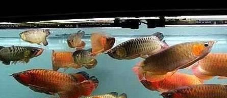 龍魚和錦鯉能混養嗎（龍魚與錦鯉混養）