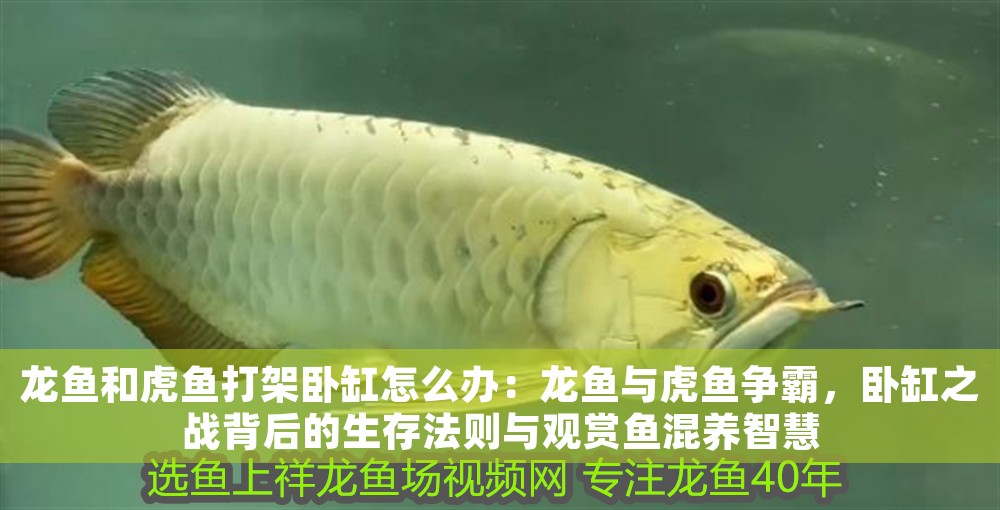龍魚和虎魚打架臥缸怎么辦：龍魚與虎魚爭霸，臥缸之戰(zhàn)背后的生存法則與觀賞魚混養(yǎng)智慧