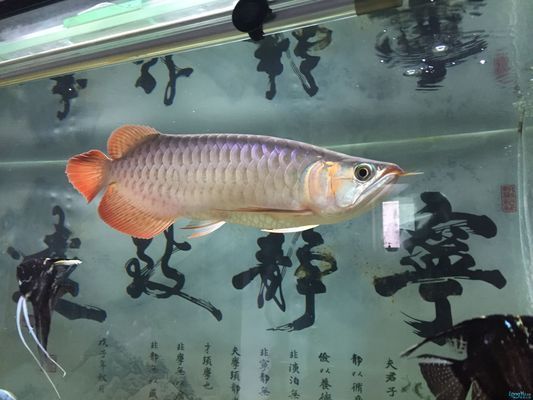 龍魚能和泰獅一起養(yǎng)嗎,泰獅金魚和龍魚不推薦混養(yǎng),混養(yǎng)可能會導(dǎo)致龍魚受到傷害 龍魚百科 第1張 龍魚能和泰獅一起養(yǎng)嗎,泰獅金魚和龍魚不推薦混養(yǎng),混養(yǎng)可能會導(dǎo)致龍魚受到傷害 龍魚能和泰獅一起養(yǎng)嗎,泰獅金魚和龍魚不推薦混養(yǎng),混養(yǎng)可能會導(dǎo)致龍魚受到傷害 龍魚百科 第1張