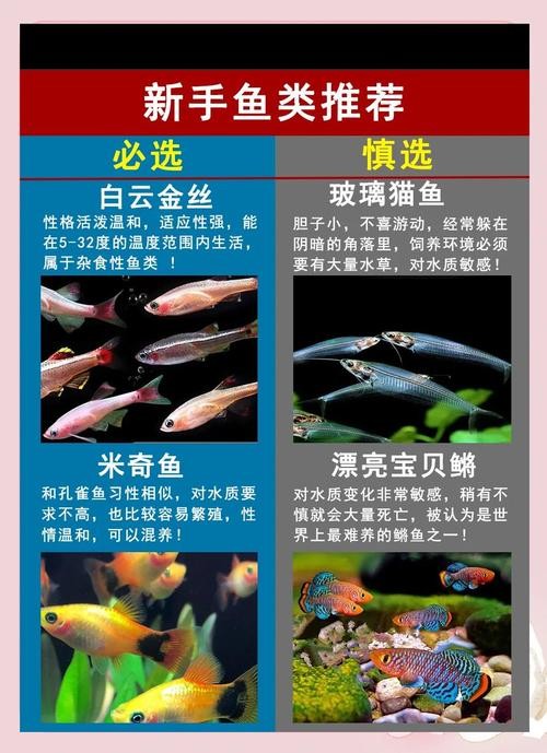 龍魚飼養中如何選擇合適的加熱棒？