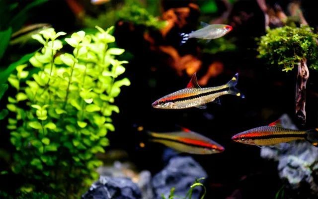 龍魚飼養中如何選擇合適的加熱棒？