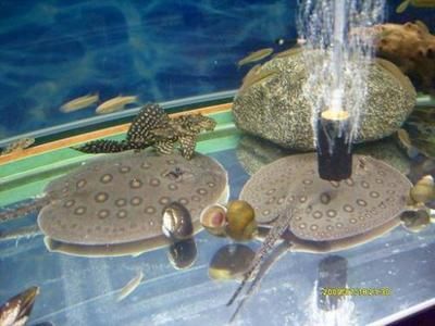 魚缸濾盒里有小蟲子：如何處理魚缸濾盒中的小蟲子