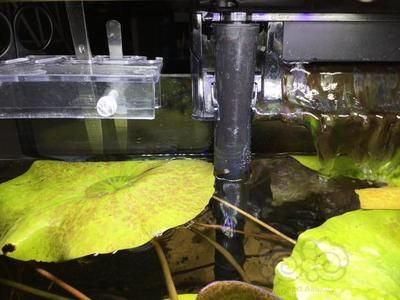 魚缸濾盒里有小蟲子：如何處理魚缸濾盒中的小蟲子