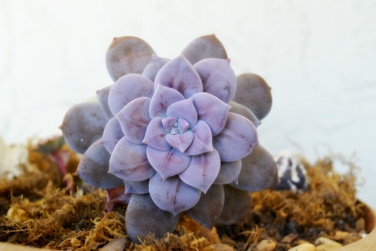 方正縣帥方花卉種植專業<strong><mark>合作</mark></strong>社（方正縣帥方花卉種植專業<strong><mark>合作</mark></strong>社地址）
