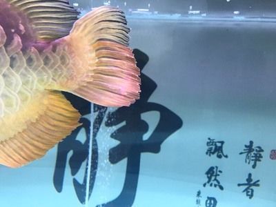 龍魚混養是不是不會掉眼睛：如何改善龍魚混養水質，龍魚混養中爭斗的預防方法