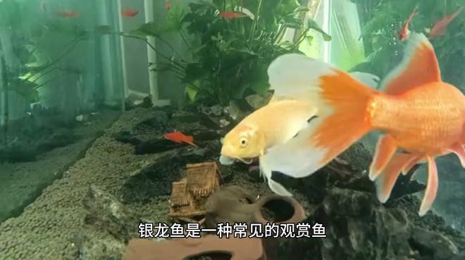 銀龍魚怎么燒才好吃竅門