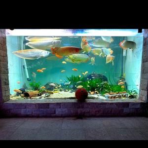 南京賣龍魚的水族店在哪里:南京愛上魚水族生活館 龍魚百科 第4張 南京賣龍魚的水族店在哪里:南京愛上魚水族生活館 南京賣龍魚的水族店在哪里:南京愛上魚水族生活館 龍魚百科 第4張