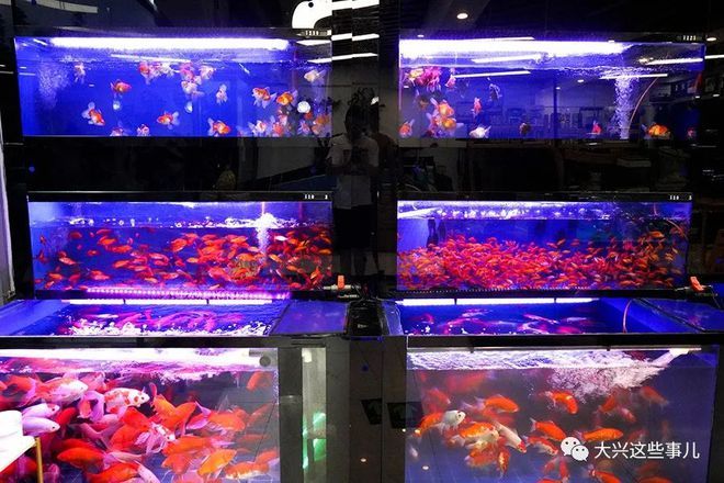 南京賣龍魚的水族店在哪里:南京愛上魚水族生活館 龍魚百科 第2張 南京賣龍魚的水族店在哪里:南京愛上魚水族生活館 南京賣龍魚的水族店在哪里:南京愛上魚水族生活館 龍魚百科 第2張