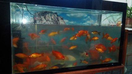 魚缸過濾器品牌優點缺點分析：魚缸過濾器品牌選擇