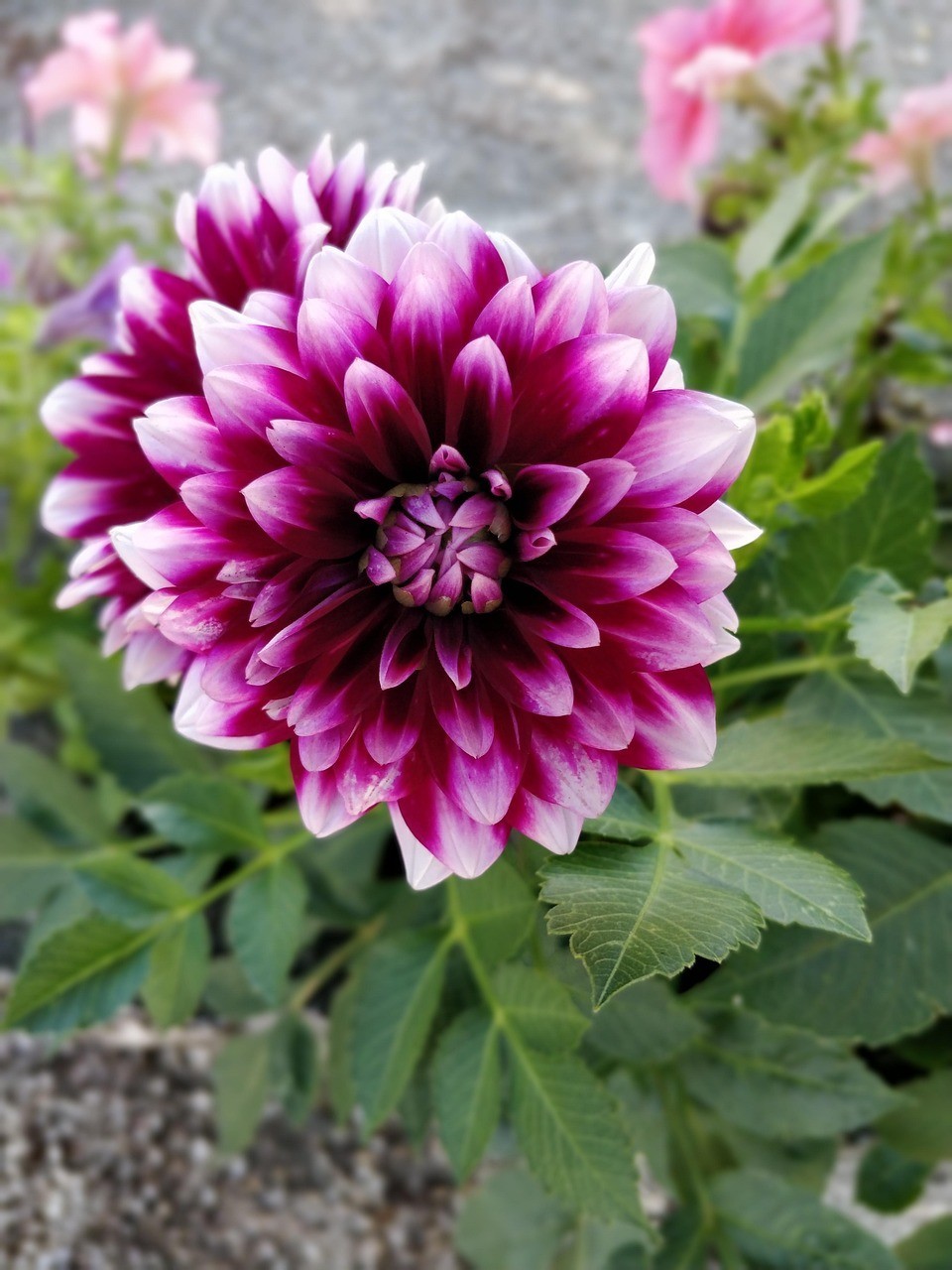 赤峰市松山區文娟花桂坊（赤峰市松山區鮮花店在哪）