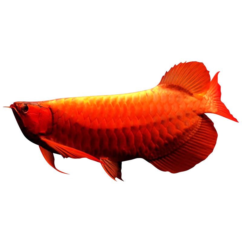 藍底金龍魚用什么背景顏色好 去垢呢(藍底金龍魚的背景顏色選擇) 龍魚百科 第4張 藍底金龍魚用什么背景顏色好 去垢呢(藍底金龍魚的背景顏色選擇) 藍底金龍魚用什么背景顏色好 去垢呢(藍底金龍魚的背景顏色選擇) 龍魚百科 第4張