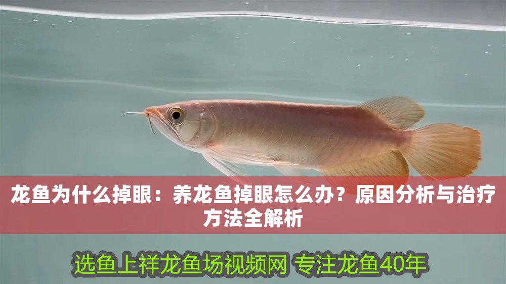 龍魚為什么掉眼：養(yǎng)龍魚掉眼怎么辦？原因分析與治療方法全解析