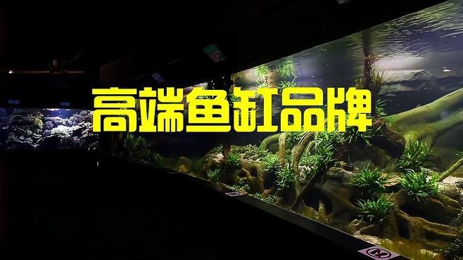 高端龍魚缸哪個品牌最好？ 高端龍魚缸哪個品牌最好？ 龍魚百科 第14張