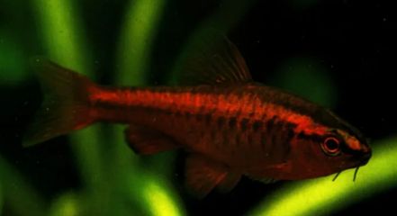 觀賞魚混養(yǎng)魚缸怎么養(yǎng)活（混養(yǎng)觀賞魚的誤區(qū)與技巧）