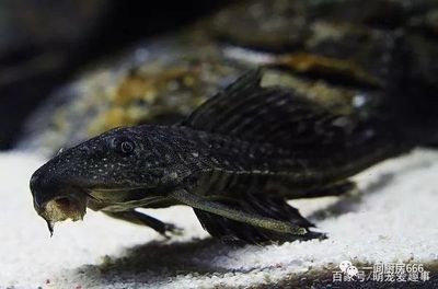 觀賞魚混養(yǎng)魚缸怎么養(yǎng)活（混養(yǎng)觀賞魚的誤區(qū)與技巧）