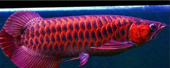 銀龍魚鱗片發紅(銀龍魚鱗片發紅可能由多種因素引起,可以預防和治療) 龍魚百科 第3張 銀龍魚鱗片發紅(銀龍魚鱗片發紅可能由多種因素引起,可以預防和治療) 銀龍魚鱗片發紅(銀龍魚鱗片發紅可能由多種因素引起,可以預防和治療) 龍魚百科 第3張