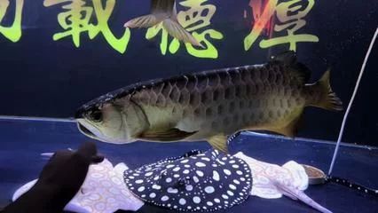 龍魚頓頭好：頓頭龍魚的一些優點和缺點