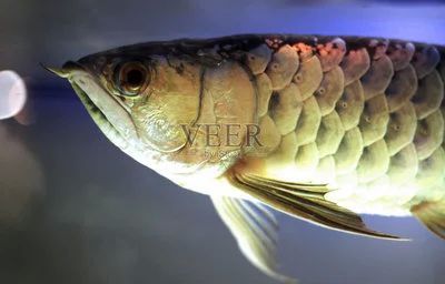 龍魚頓頭好：頓頭龍魚的一些優點和缺點