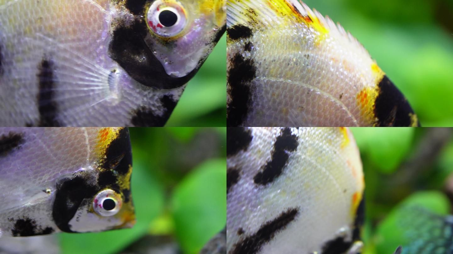 魚缸魚眼睛發(fā)白什么原因（魚缸中的魚眼睛發(fā)白可能由多種因素引起魚眼發(fā)白的原因）