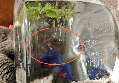 魚缸魚眼睛發(fā)白什么原因（魚缸中的魚眼睛發(fā)白可能由多種因素引起魚眼發(fā)白的原因）