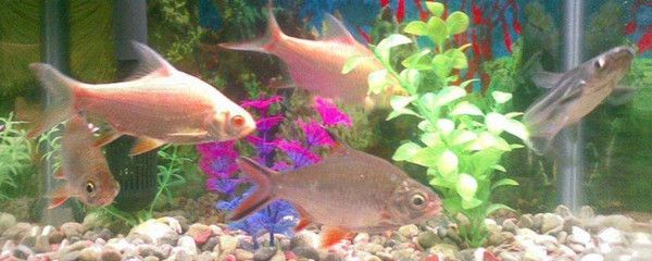 魚缸魚眼睛發白什么原因（魚缸中的魚眼睛發白可能由多種因素引起魚眼發白的原因）
