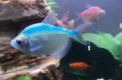 魚缸魚眼睛發白什么原因（魚缸中的魚眼睛發白可能由多種因素引起魚眼發白的原因）