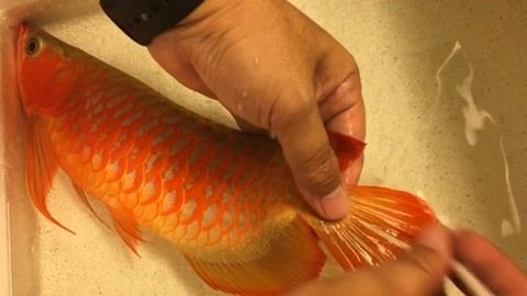 金龍魚怎么上色快視頻：金龍魚上色技巧 金龍魚怎么上色快視頻：金龍魚上色技巧 龍魚百科 第3張