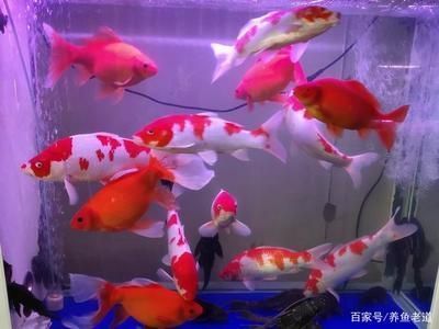 龍魚進(jìn)貨渠道有哪些種類：龍魚的進(jìn)貨渠道