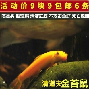 觀賞魚缸的清潔技巧觀賞魚缸的清潔技巧與飼養誤區：觀賞魚缸清潔技巧