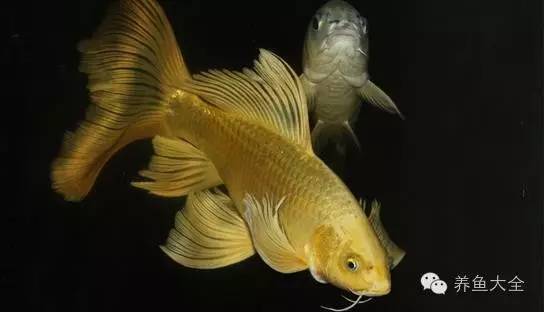 魚缸用純凈水好嗎（自來水養魚效果魚缸換水頻率指南如何自制魚缸營養液）