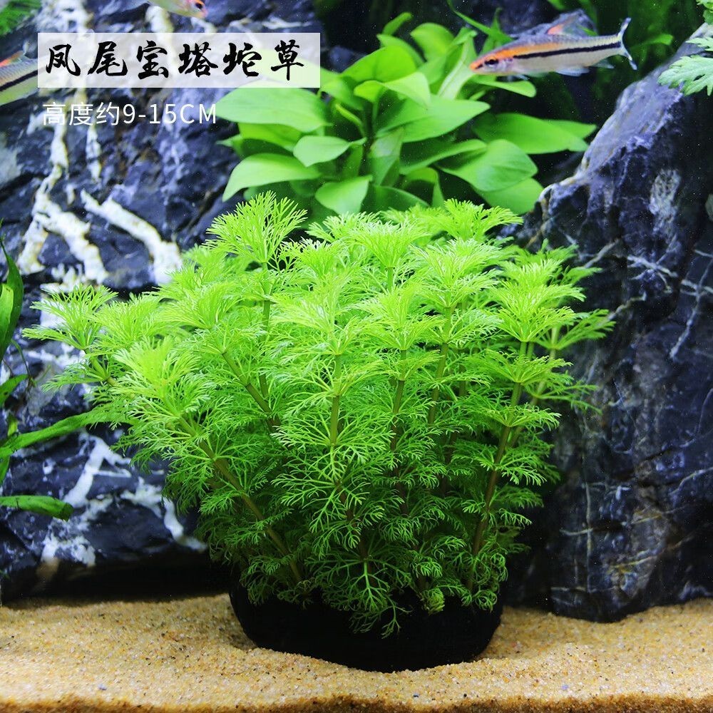 利口福魚(yú)缸：利口福魚(yú)缸飼料價(jià)格