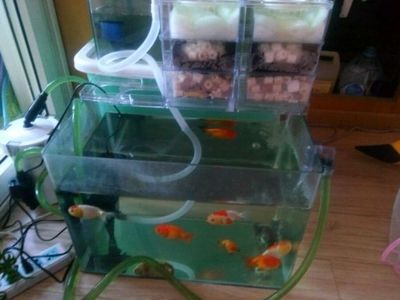 魚缸養魚怎么養才能養好（養好魚缸里的魚需要注意以下幾點：要給魚兒提供適宜的生活環境）