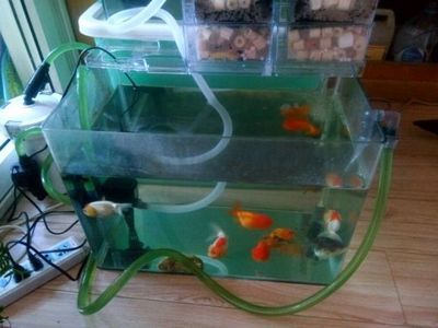 魚缸養魚怎么養才能養好（養好魚缸里的魚需要注意以下幾點：要給魚兒提供適宜的生活環境）