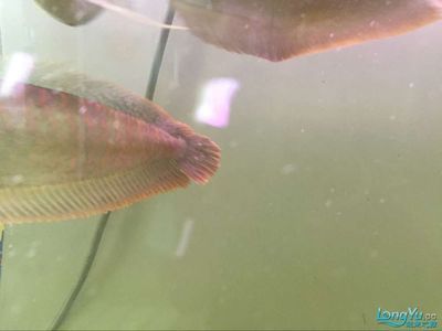 龍魚常見的病有哪些圖片：龍魚白點病的診斷與治療