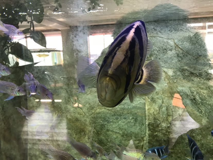 魚缸多久清洗一次，：海豹搬家公司教大家如何搬運魚缸搬家收費金額并不固定