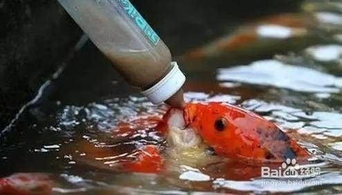 魚缸水怎么那么多泡泡呢，如何調節魚缸水質污染的處理方法 魚缸水怎么那么多泡泡呢，如何調節魚缸水質污染的處理方法 魚缸百科 第3張