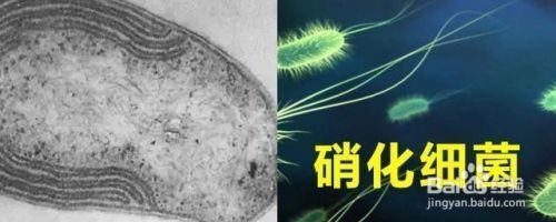 魚缸水怎么那么多泡泡呢，如何調節魚缸水質污染的處理方法 魚缸水怎么那么多泡泡呢，如何調節魚缸水質污染的處理方法 魚缸百科 第5張