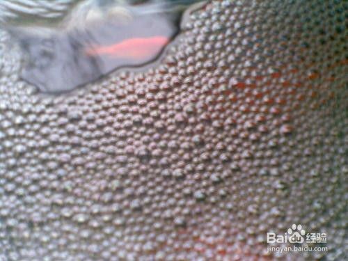 魚缸水怎么那么多泡泡呢，如何調節魚缸水質污染的處理方法 魚缸水怎么那么多泡泡呢，如何調節魚缸水質污染的處理方法 魚缸百科 第4張