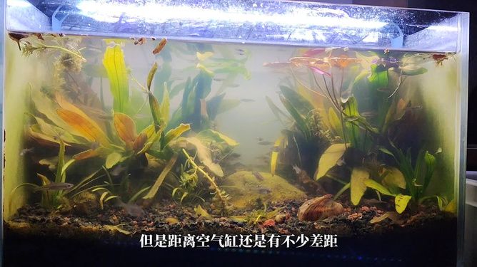 河蚌在某些條件下可能會對魚缸水質造成影響，養魚愛好者需謹慎：如何正確的飼養河蚌